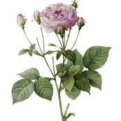 Love Flower